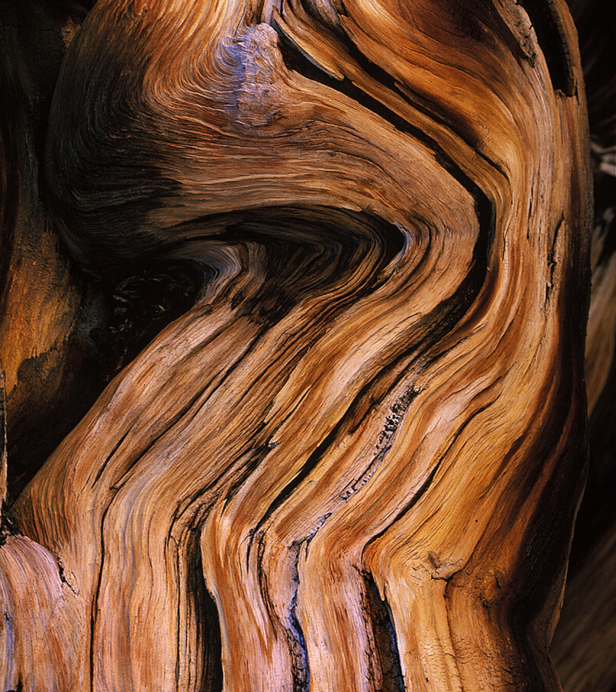 Bois D'ambre